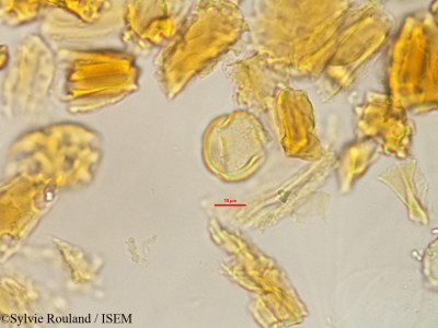 Foetidia obliqua - lame n° 3234