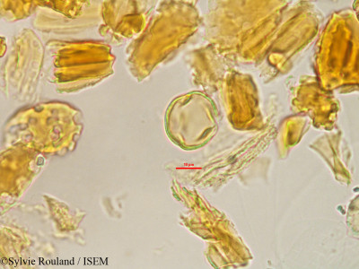 Foetidia obliqua - lame n° 3234