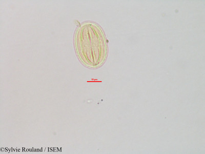 Foetidia retusa - lame n° 3233