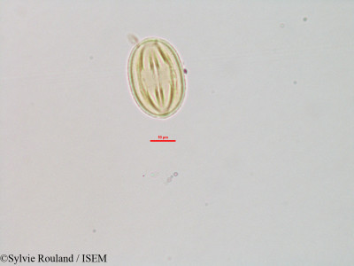 Foetidia retusa - lame n° 3233