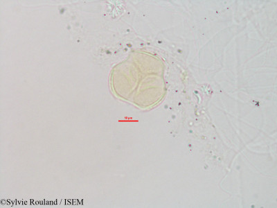Foetidia retusa - lame n° 3233