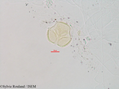 Foetidia retusa - lame n° 3233