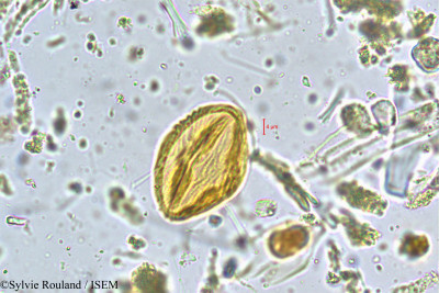 Sylvie.Rouland/Fragaria_nilgerrensis_4978/Fragaria_nilgerrensis_4978_0001(copy)_thumb.jpg