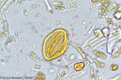 Fragaria nilgerrensis - lame n° 4978
