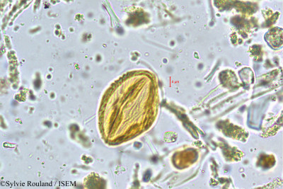 Fragaria nilgerrensis - lame n° 4978
