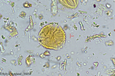 Fragaria nilgerrensis - lame n° 4978