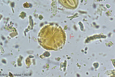 Fragaria nilgerrensis - lame n° 4978
