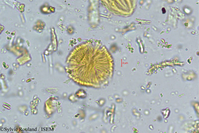 Fragaria nilgerrensis - lame n° 4978