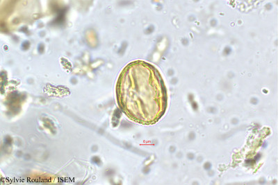 Fragaria nilgerrensis - lame n° 5645