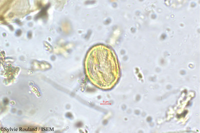 Fragaria nilgerrensis - lame n° 5645
