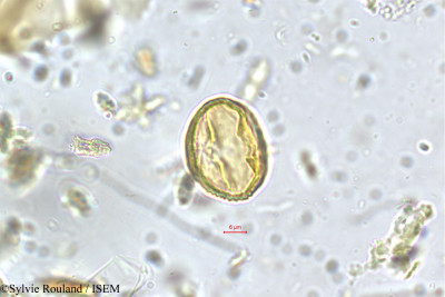 Fragaria nilgerrensis - lame n° 5645