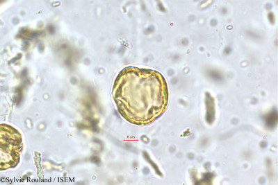 Fragaria nilgerrensis - lame n° 5645