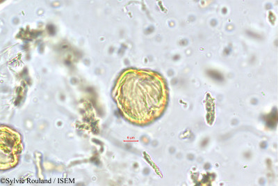 Fragaria nilgerrensis - lame n° 5645