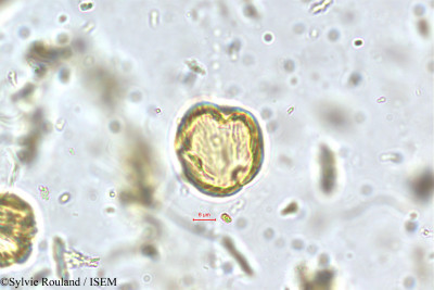 Fragaria nilgerrensis - lame n° 5645