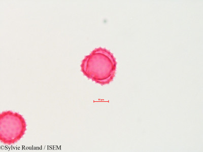 Sylvie.Rouland/Franseria_tenuifolia_4495/Franseria_tenuifolia_4495_0001(copy)_thumb.jpg