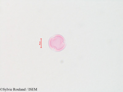 Fraxinus americana - lame n° 4425