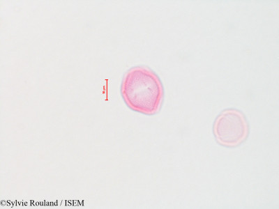 Fraxinus americana - lame n° 4425