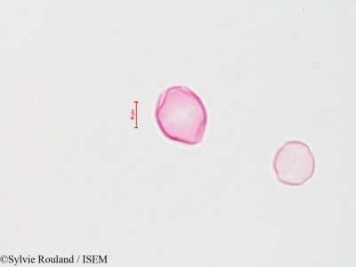Fraxinus americana - lame n° 4425