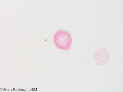 Fraxinus americana - lame n° 4425