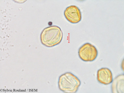 Fraxinus excelsior - lame n° 4217