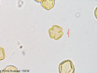 Fraxinus excelsior - lame n° 4217