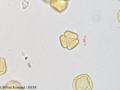 Fraxinus excelsior - lame n° 4217