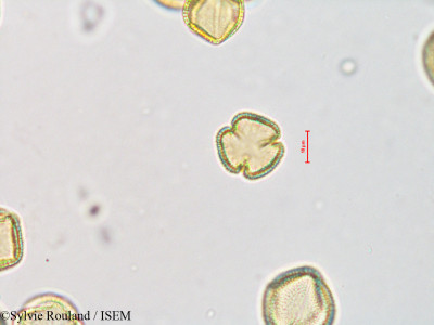 Fraxinus excelsior - lame n° 4217