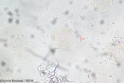 Fraxinus excelsior - lame n° 5898