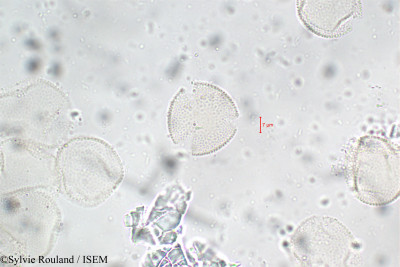 Fraxinus excelsior - lame n° 5898