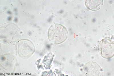 Fraxinus excelsior - lame n° 5898