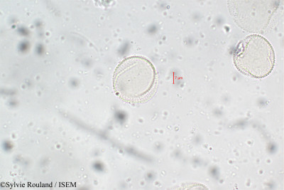 Fraxinus excelsior - lame n° 5898