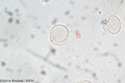 Fraxinus excelsior - lame n° 5898