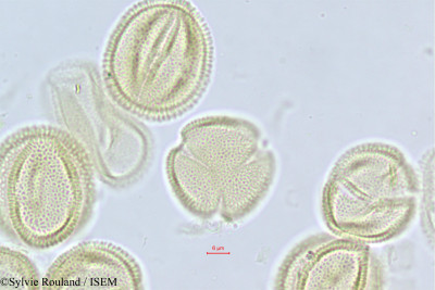 Fraxinus ornus - lame n° 468