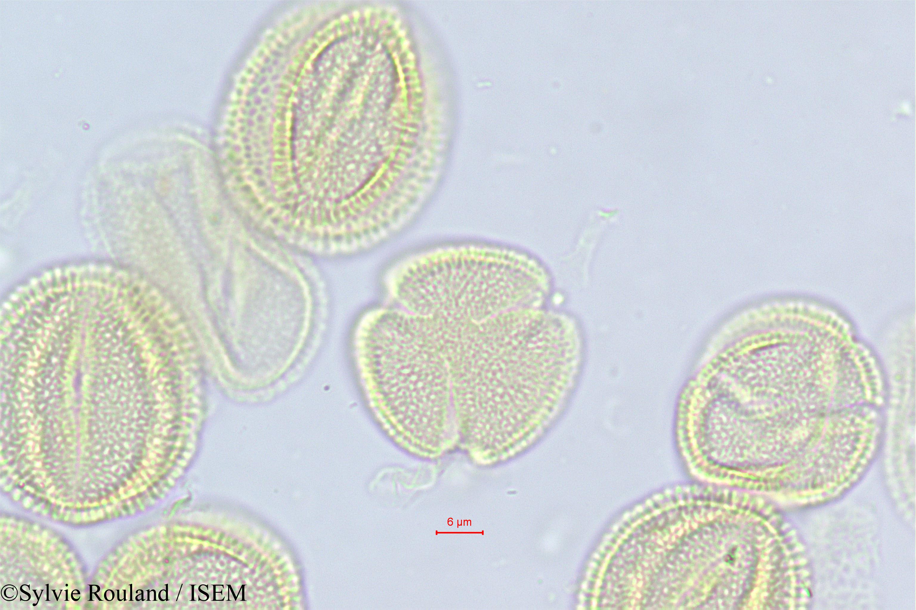 Sylvie.Rouland/Fraxinus_ornus_468/Fraxinus_ornus_468_0003(copy).jpg