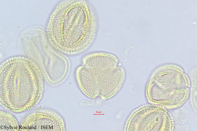 Fraxinus ornus - lame n° 468