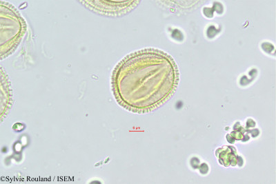 Fraxinus ornus - lame n° 468