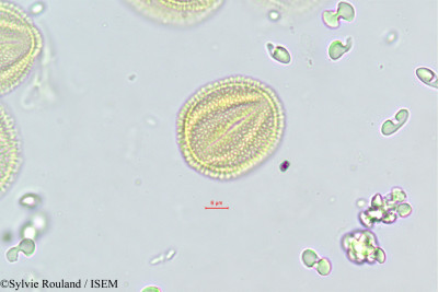 Fraxinus ornus - lame n° 468