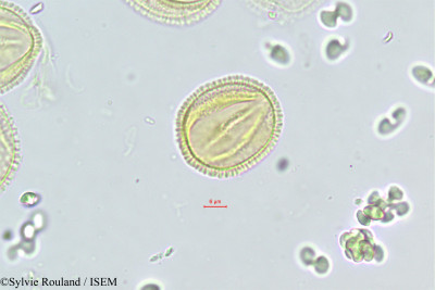 Fraxinus ornus - lame n° 468