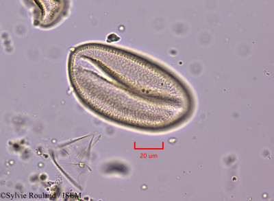 Freesia refracta - lame n° 1830