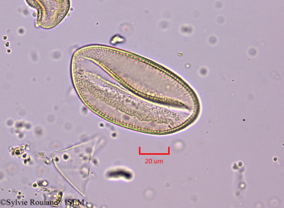 Freesia refracta - lame n° 1830
