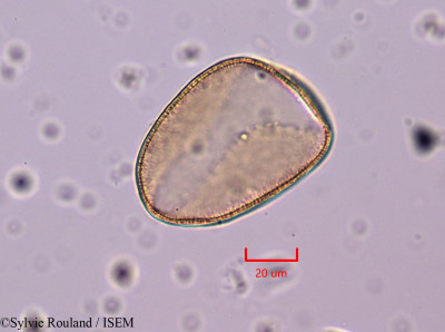 Freesia refracta - lame n° 1830
