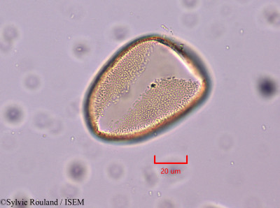 Freesia refracta - lame n° 1830