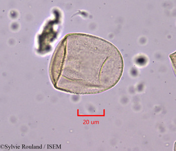 Sylvie.Rouland/Fuirena_pubescens_1641/Fuirena_pubescens_1641_0001(copy)_thumb.jpg