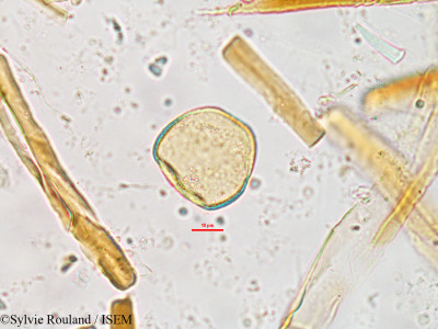 Sylvie.Rouland/Fuirena_stricta_2630/Fuirena_stricta_2630_0001(copy)_thumb.jpg