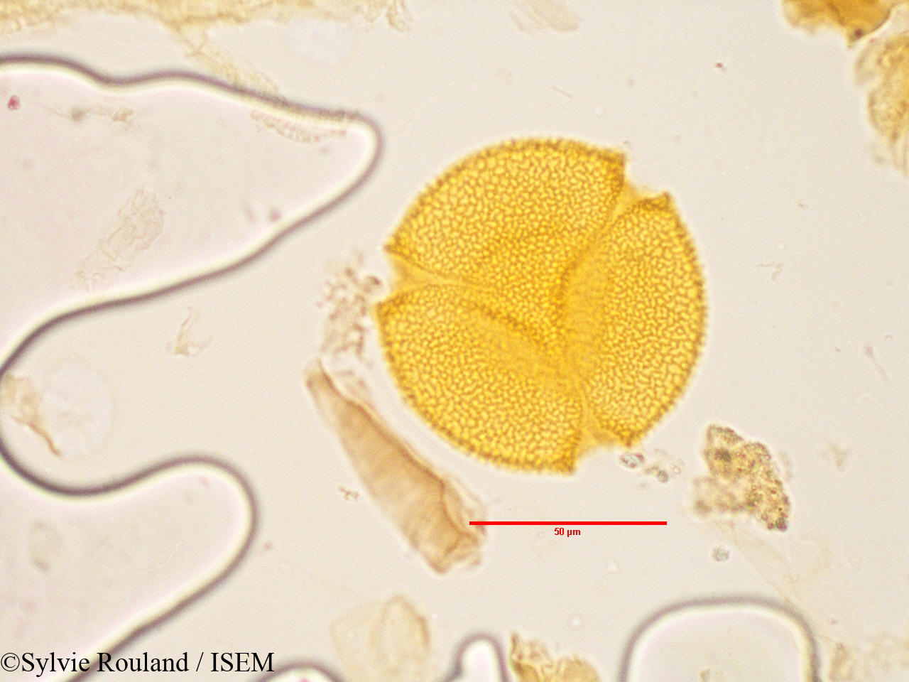 Sylvie.Rouland/Fumana_arabica_3569/Fumana_arabica_3569_0001(copy).jpg