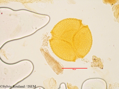 Fumana arabica - lame n° 3569
