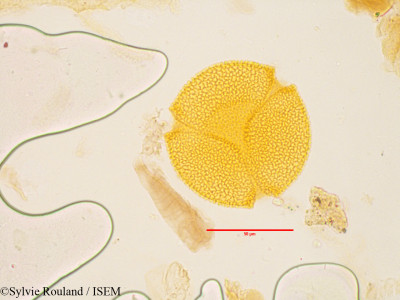 Fumana arabica - lame n° 3569