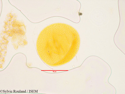 Fumana arabica - lame n° 3569
