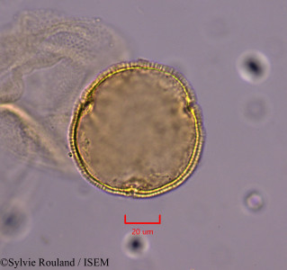 Sylvie.Rouland/Fumana_calycina_1806/Fumana_calycina_1806_0001(copy)_thumb.jpg