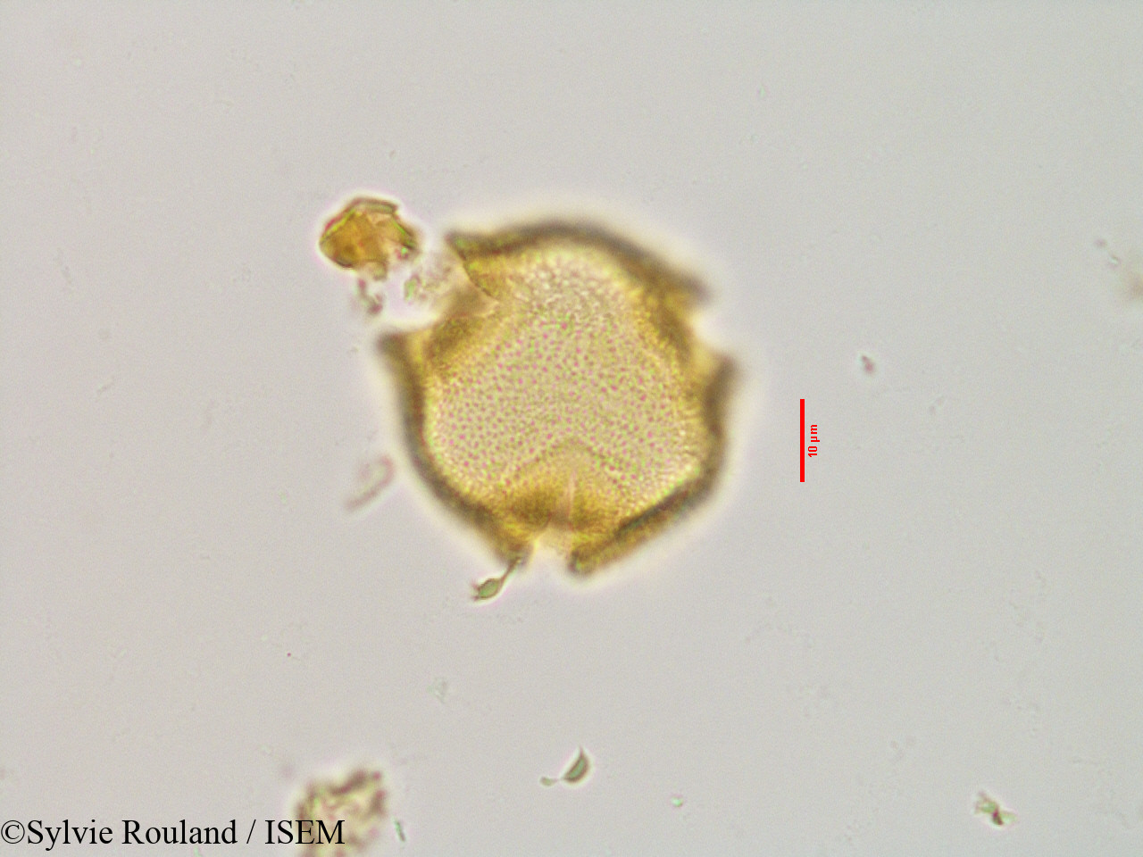 Sylvie.Rouland/Gaertnera_sp._2873/Gaertnera_sp._2873_0001(copy).jpg